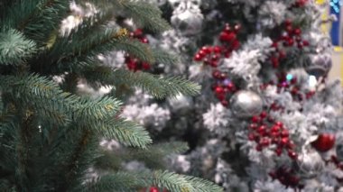 Köknar ağacı süslü Noel ağacına