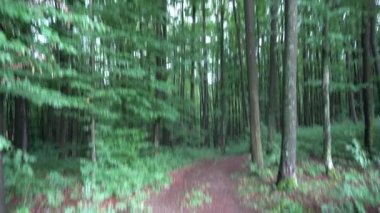 Dar yol keser Majestic ormanı