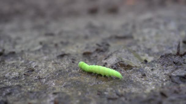 Caterpillar continua a rastejar para longe da câmera — Vídeo de Stock