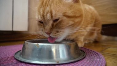 Metal bir kase gelen kalın kırmızı kedi yiyor