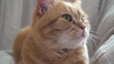 Kedi aniden başını sürpriz döner.
