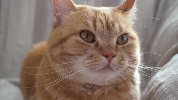 Vörös macska feküdt felhúzott lábai alatt — Stock videók