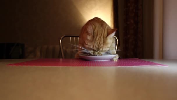 Kat om te eten van een bord op de tafel — Stockvideo