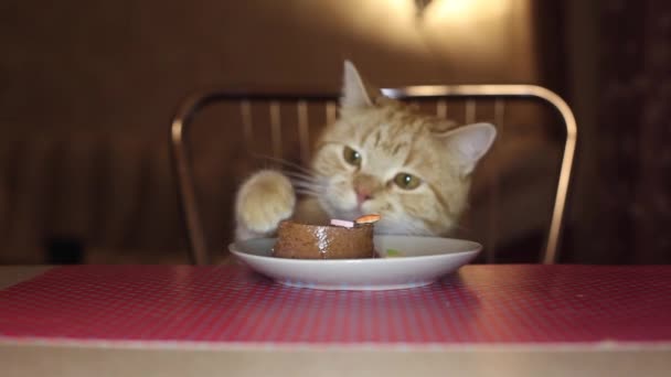 Красная кошка от души ест из чаши на столе — стоковое видео