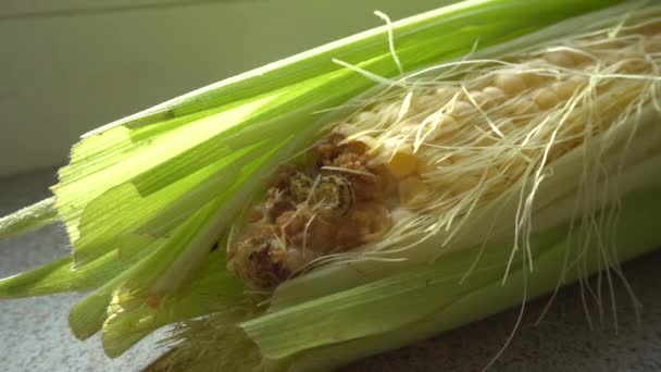 玉米与卡特彼勒 — 图库视频影像
