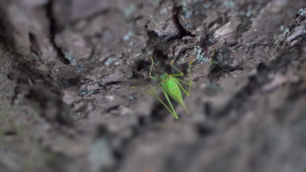 Grüne Heuschrecke sitzt auf einer Baumrinde — Stockvideo