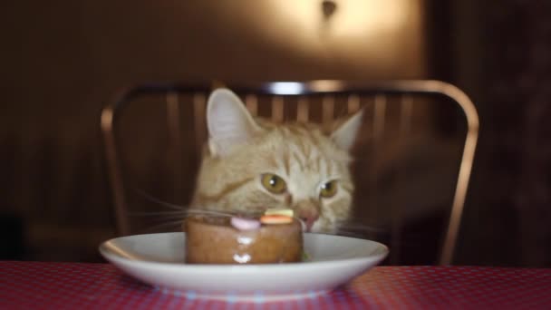 Kat eet harte uit de kom op de tafel — Stockvideo