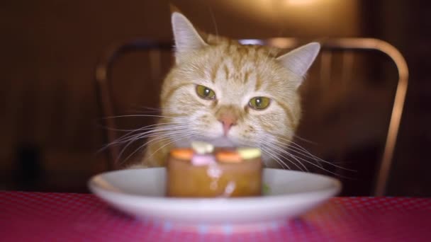 Cat come comida de gato en la mesa — Vídeos de Stock