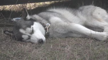 Husky köpek çim Car yakınındaki kişi sayısı