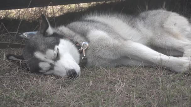 Husky Dog duerme en la hierba cerca del coche — Vídeo de stock