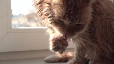 Islak kalın kırmızı kedi pençe vasıl belgili tanımlık pencere yalama
