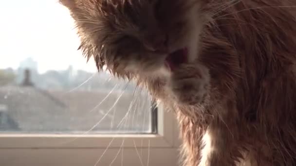 Мокрий товстий Червоний кіт лизати його лапи — стокове відео
