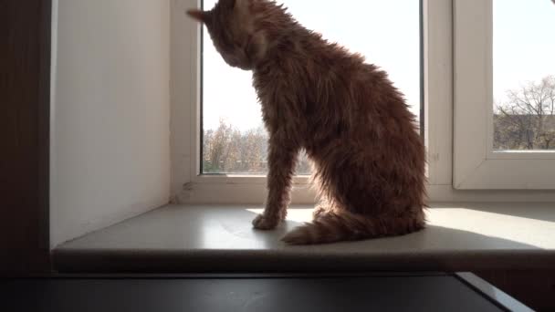 Gato rojo grueso húmedo en el alféizar de la ventana — Vídeos de Stock