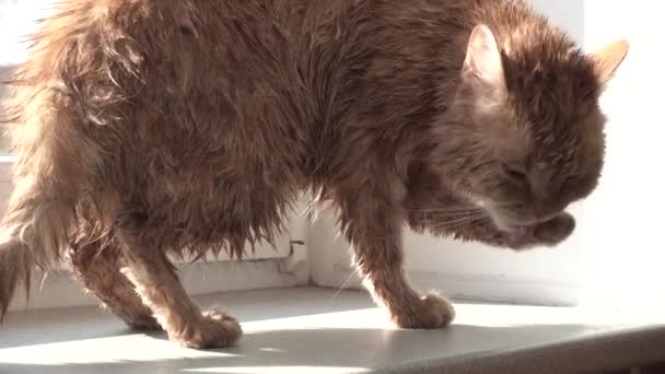 Bagnato gatto leccare il suo zampa — Video Stock