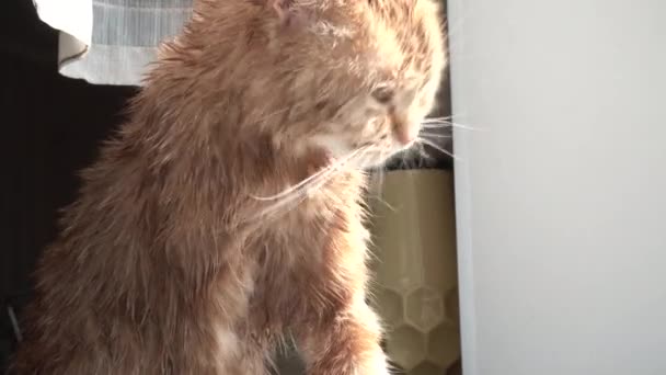 Lavagens de gato molhado — Vídeo de Stock