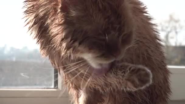 Nasse dicke rote Katze leckt ihre Pfote am Fenster — Stockvideo