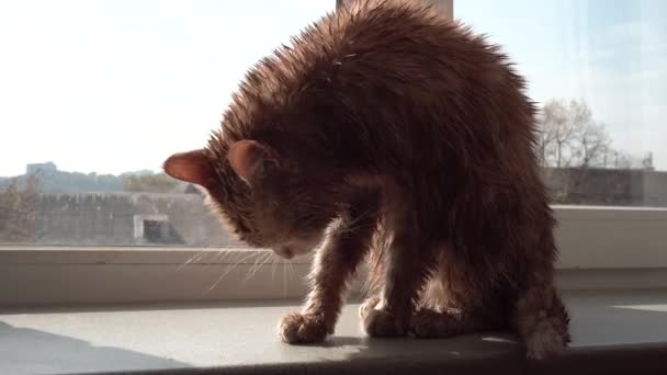 Natte rode kat, zittend op een vensterbank — Stockvideo