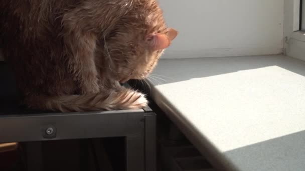 Natte kat likken en poten schoonmaken — Stockvideo