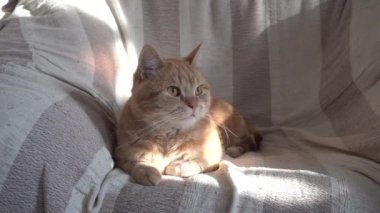 Kalın kırmızı kedi uyur