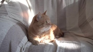 Kırmızı kedi yatıyor ve kulakları Wiggles