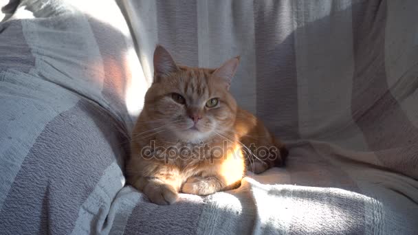 Thick Red Cat Lying on the Sofa — Stock Video