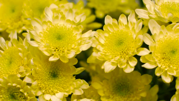 žlutá květy chryzantémy