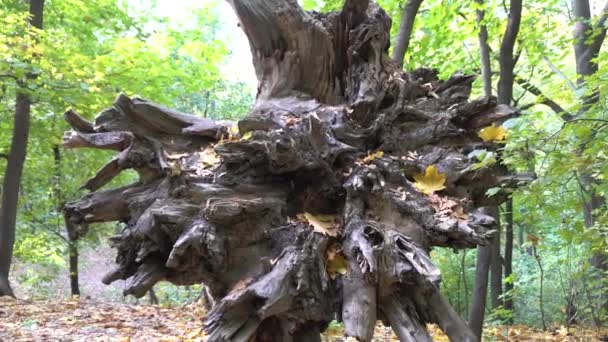 Корінь полеглих деревини — стокове відео