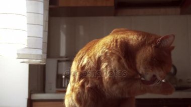 Zencefil kedi pençe ağır çekimde yalama