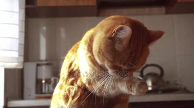 Kedi dudaklarını yalıyor ve pençe yalıyor