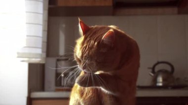 Güzel kırmızı kedi yıkama