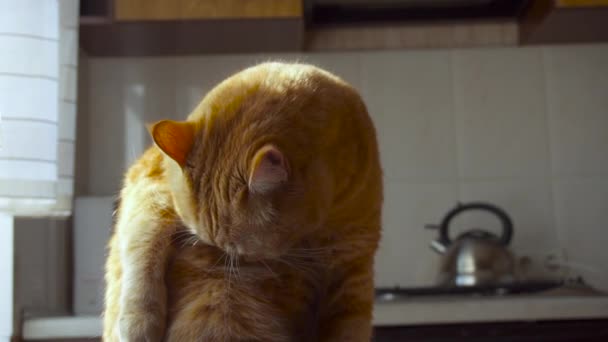 Кішка лизати і лизати шлунка — стокове відео