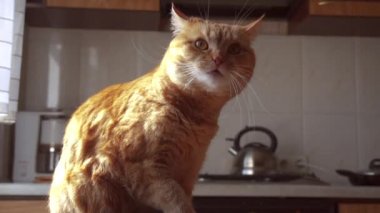 Kedi kendini yıkar