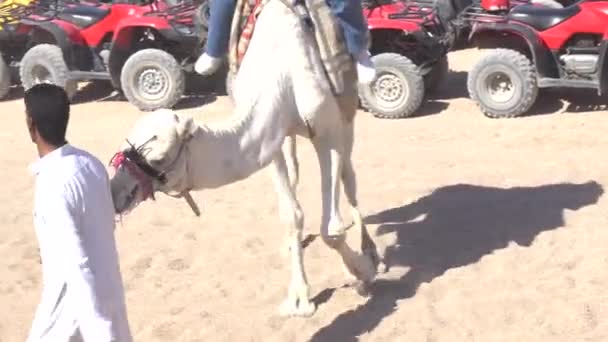 Turista montando un camello liderado por una guía — Vídeo de stock