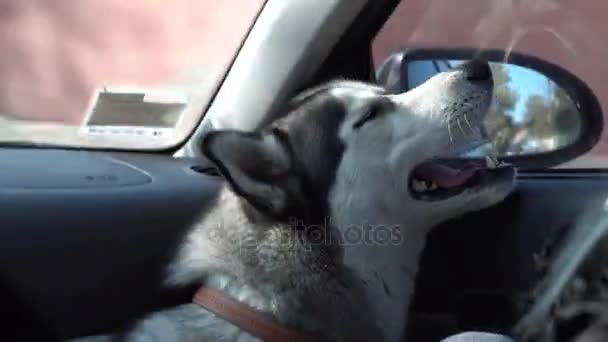 Собака з відкритим ротом сидить на передньому сидінні автомобіля — стокове відео