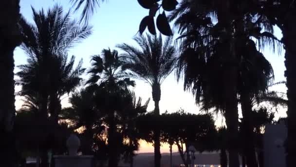 Vista de ángulo bajo de la palmera contra el cielo — Vídeos de Stock