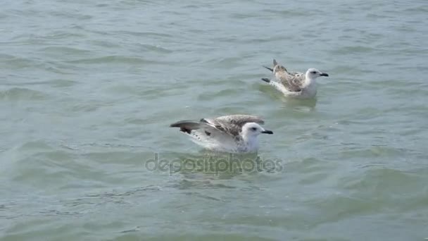 Gaivotas close-up no mar — Vídeo de Stock