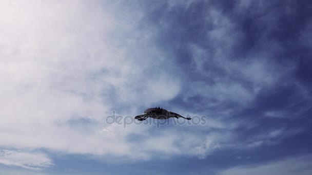 Gaviota voladora en el cielo nublado — Vídeo de stock