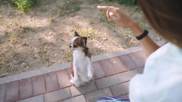 Genç yetişkin bir kadın hafta sonunu küçük bir köpekle geçiriyor. — Stok video