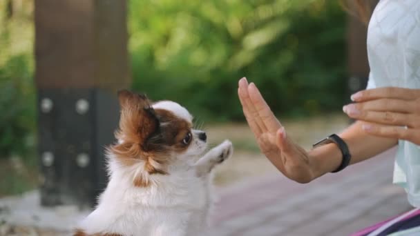 Jeune femme adulte passe du temps en voyage avec un chien — Video