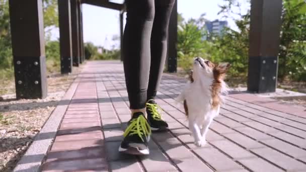 Junges erwachsenes Mädchen verbringt Urlaubstag mit kleinem Hund — Stockvideo