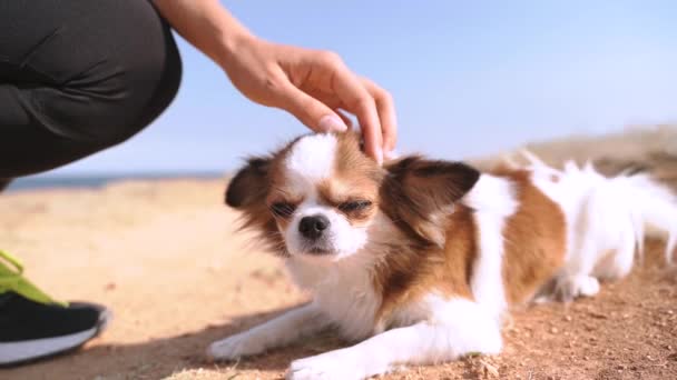 Genç yetişkin bir kadın tatil gününü küçük bir köpekle geçiriyor. — Stok video