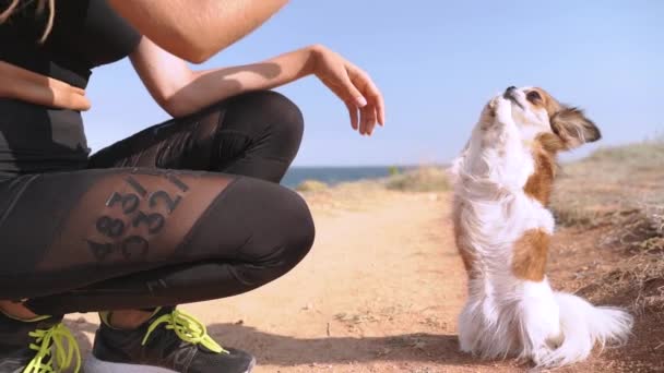 Genç yetişkin bir kadın hafta sonunu küçük bir köpekle geçiriyor. — Stok video