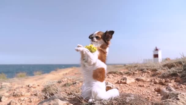 Маленький і чарівний собака Чихуахуа проводить літній день на відкритому повітрі — стокове відео