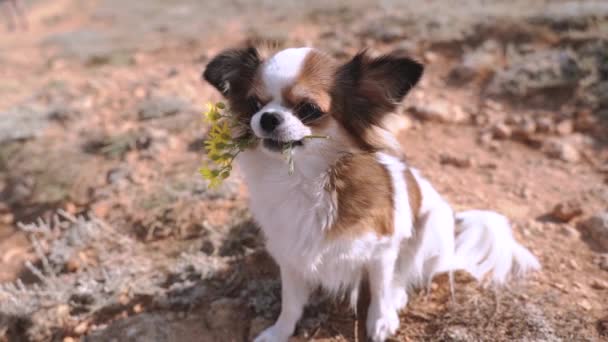 Küçük chihuahua köpeği dışarıda vakit geçiriyor. — Stok video