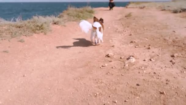 Jeune femme adulte passe du temps en voyage avec un chien — Video