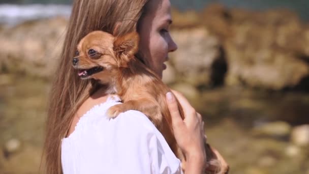 Jovem mulher adulta passar o dia de verão junto com pouco chihuahua — Vídeo de Stock