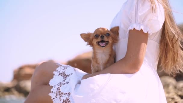 Ung vuxen flicka tillbringar sommardagen tillsammans med lilla chihuahua — Stockvideo