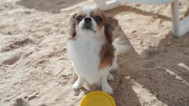 Dog with yellow plastic disc spending time outdoor — ストック動画