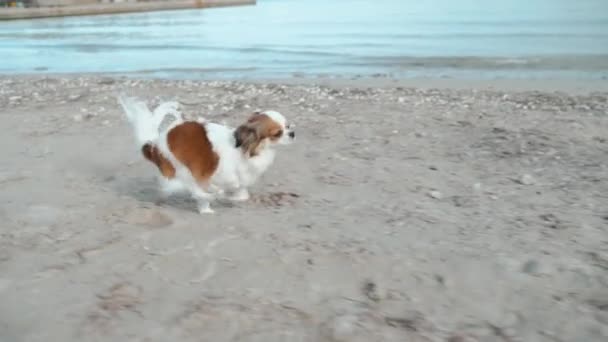 Liten fluffig hund som springer på sandstrand — Stockvideo