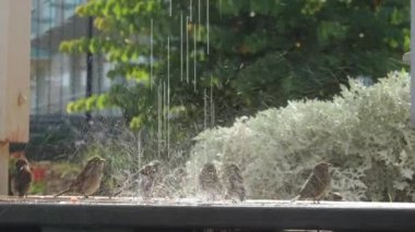 4K 'da yaz duşu alan küçük serçe kuşları grubu.